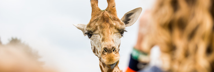 Safaripark Beekse Bergen