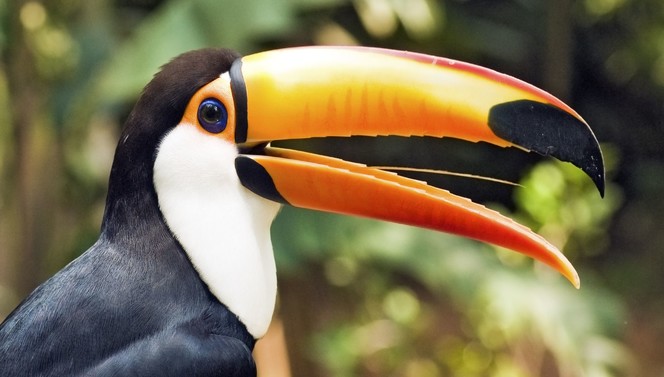  toucan