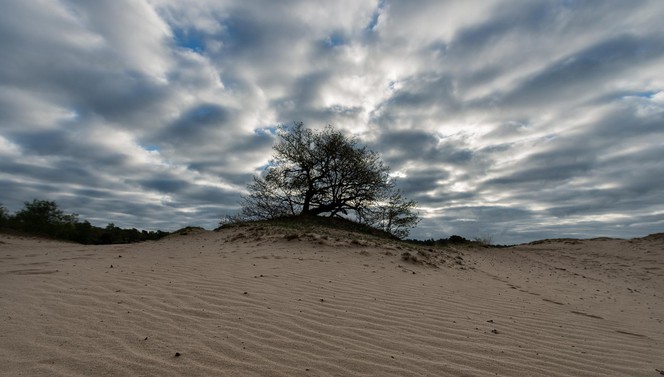 Duinen