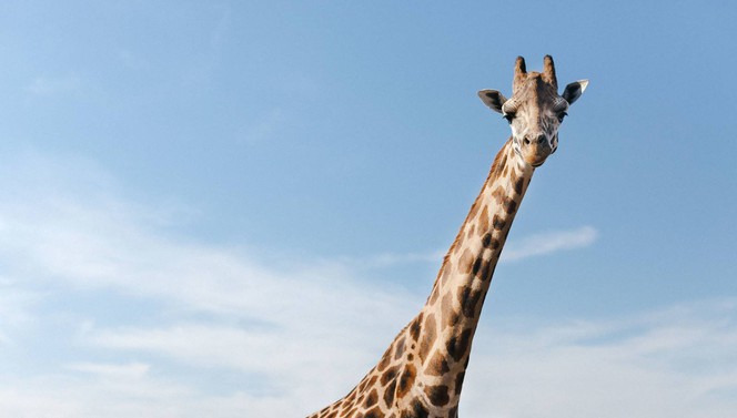 giraffe