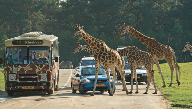 car safari