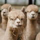 Alpacafarm Vorstenbosch