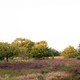 Spaziergang durch die Vughtse Heide