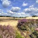 Loonse & Drunense Duinen